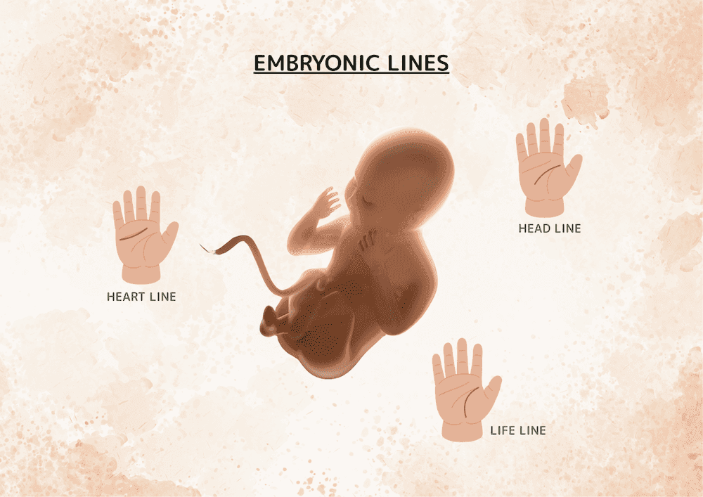 How Palm Lines Form: Heart, Head & Life Lines in the Womb