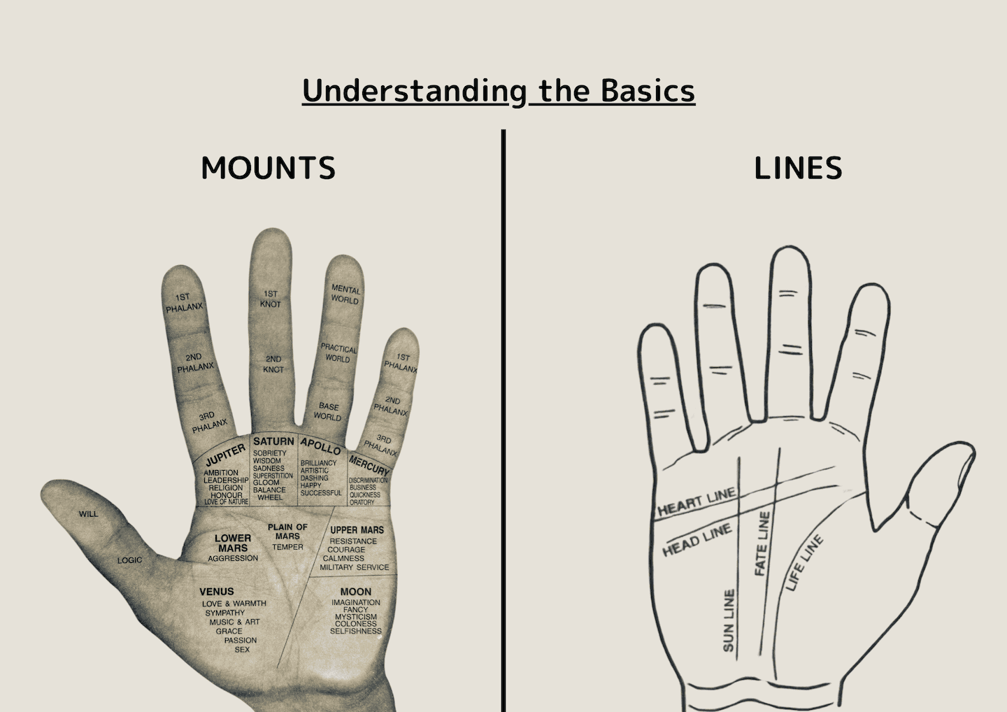 Palmistry Basics: Understand Your Palm Lines & Mounts